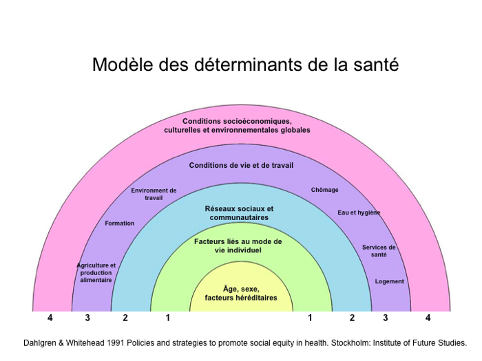 "Modèle des déterminants de la santé